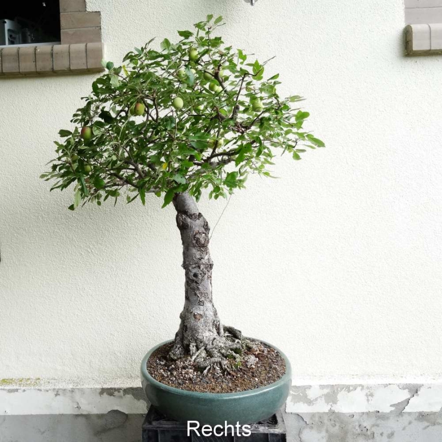 Bonsai, Apfel, rechte Ansicht