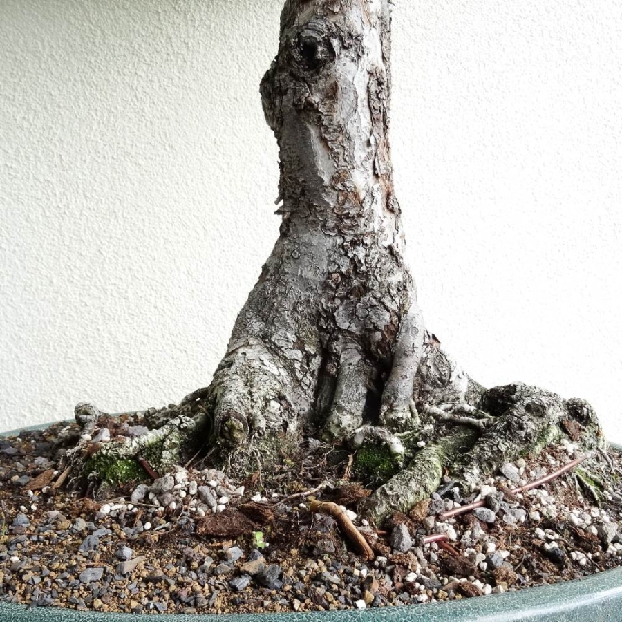 Bonsai, Apfel, Stamm