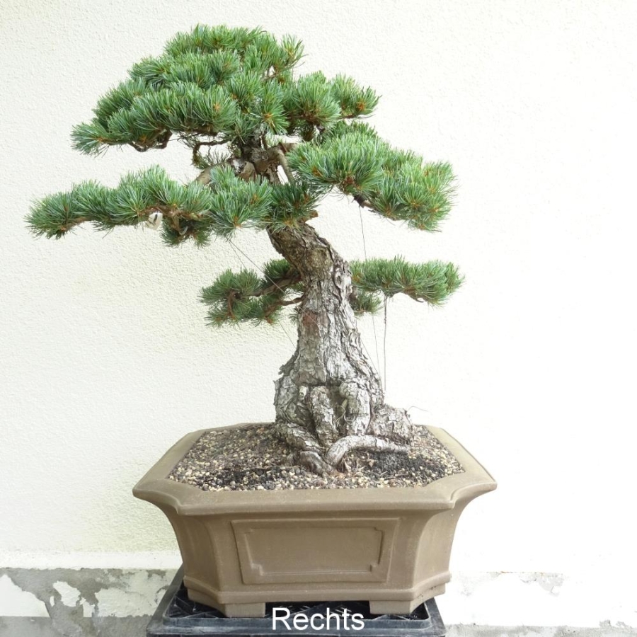Pinus parviflora Mädchenkiefer
