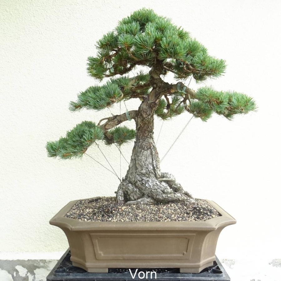 Pinus parviflora Mädchenkiefer