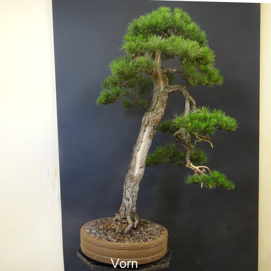 Bonsai, Pinus sylvestris