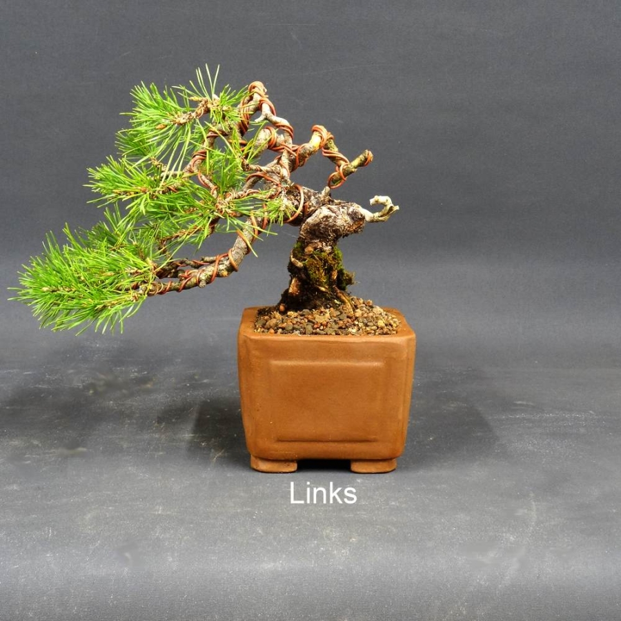 Pre-Bonsai, Pinus sylvestris