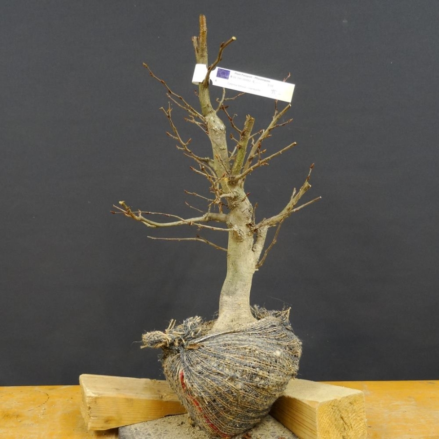 Carpinus Hainbuche, Bonsai