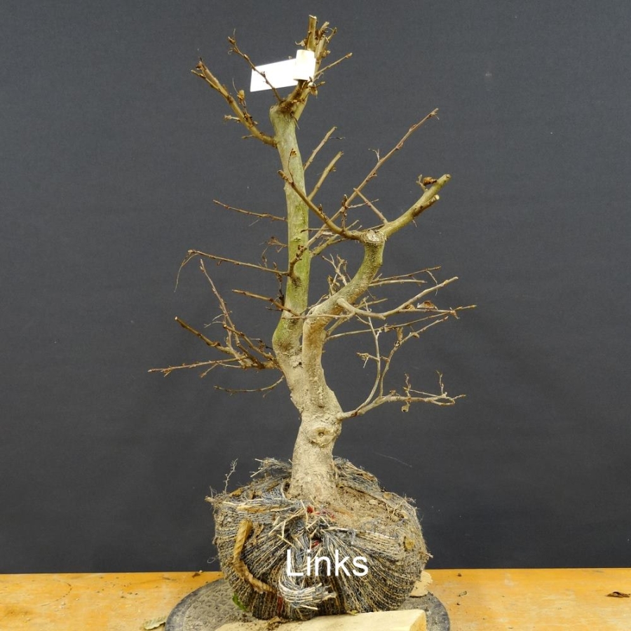 Carpinus Hainbuche, Bonsai