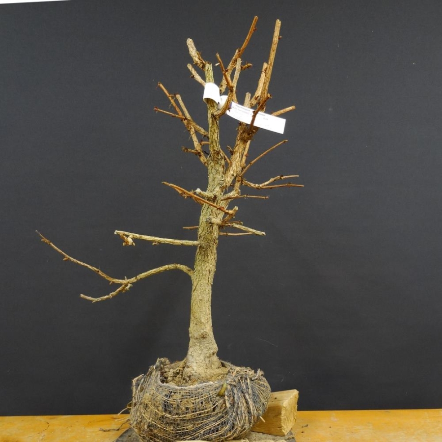 Corylus Hasel Bonsai