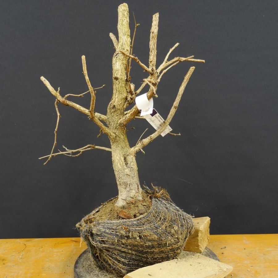 Corylus Hasel Bonsai