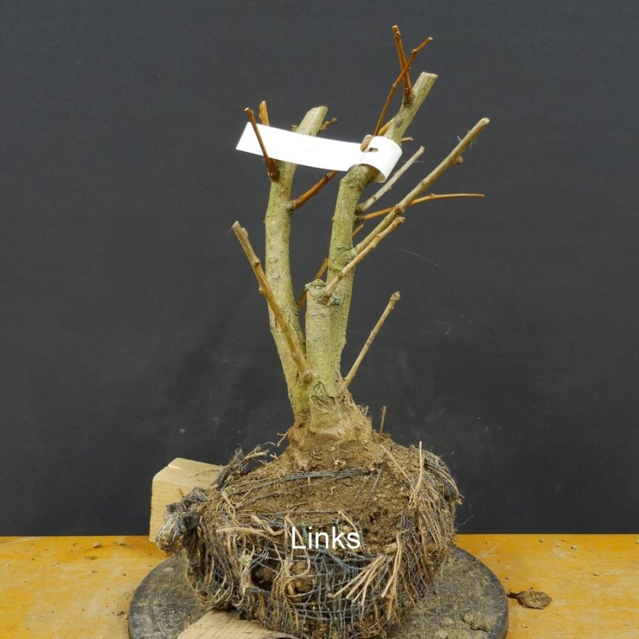 Ginkgo biloba Bonsai