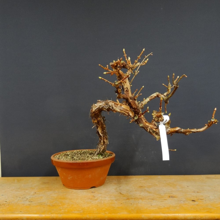 Hydangea, Hortensie, Bonsai