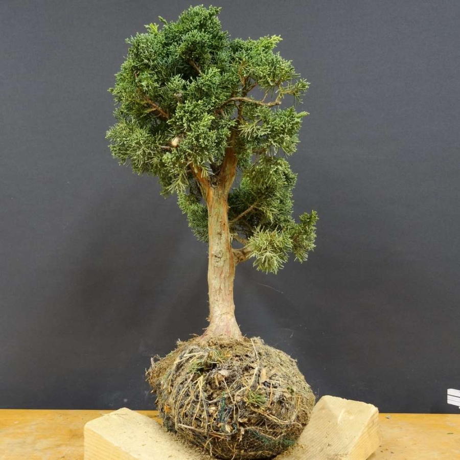 Juniperus chin. 'Blaauw'