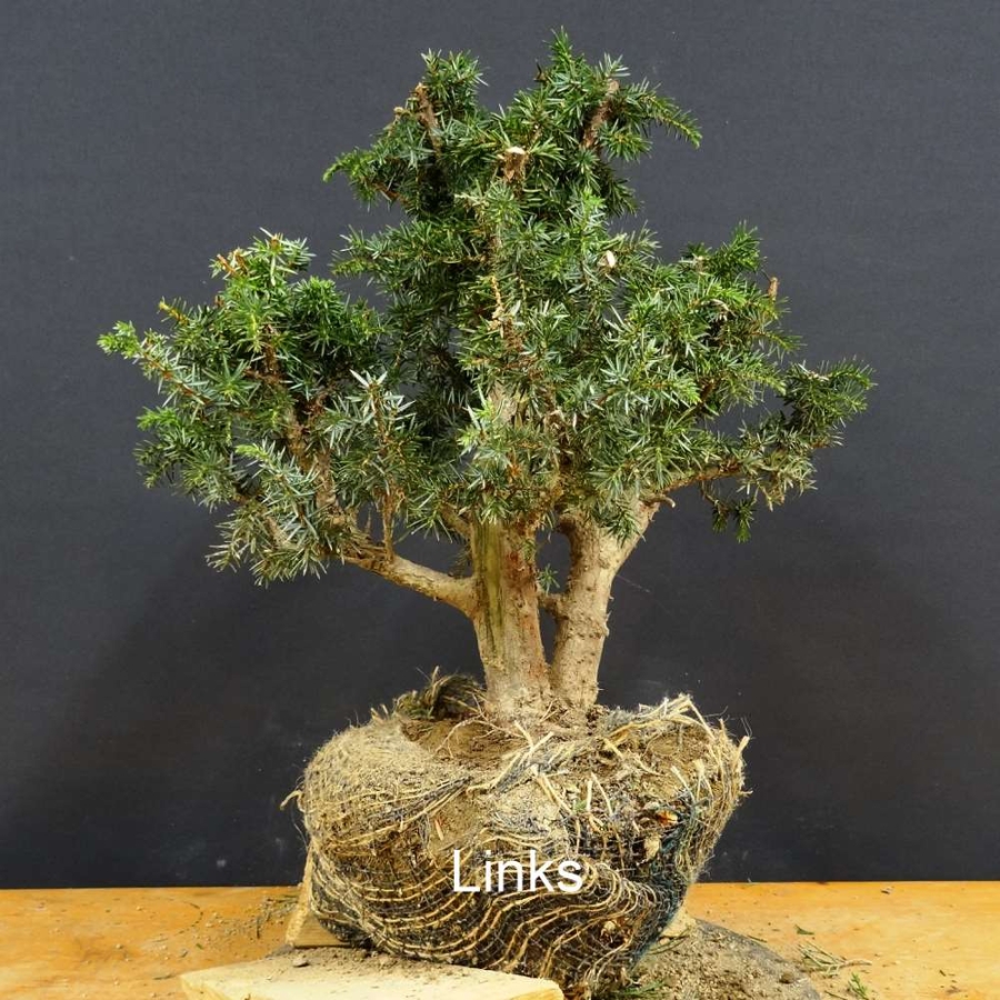 Pre-Bonsai, Juniperus communis