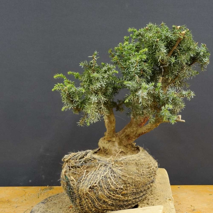 Pre-Bonsai, Juniperus communis