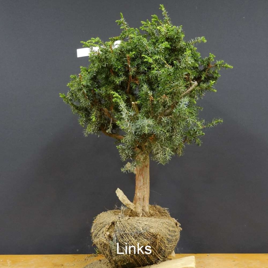 Pre-Bonsai, Juniperus communis