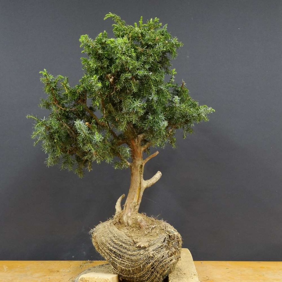 Pre-Bonsai, Juniperus communis