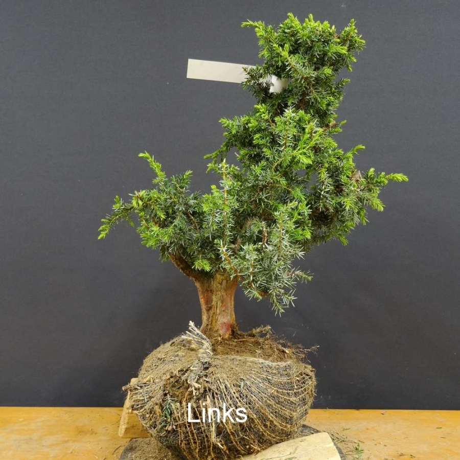 Pre-Bonsai, Juniperus communis