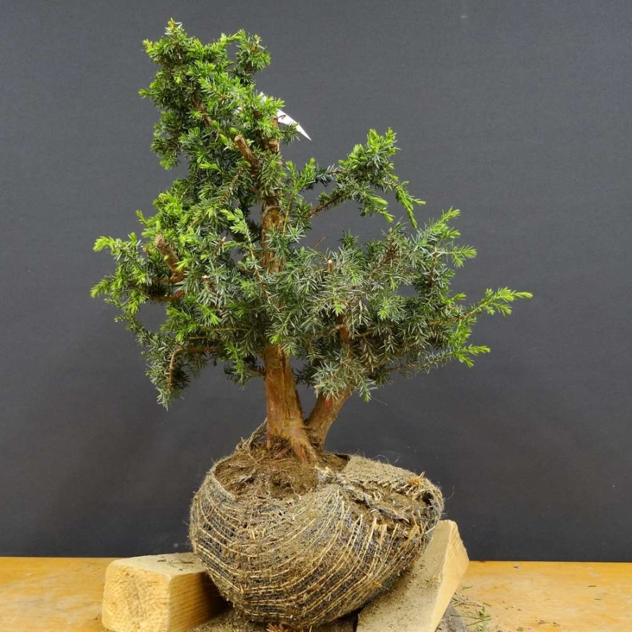 Pre-Bonsai, Juniperus communis