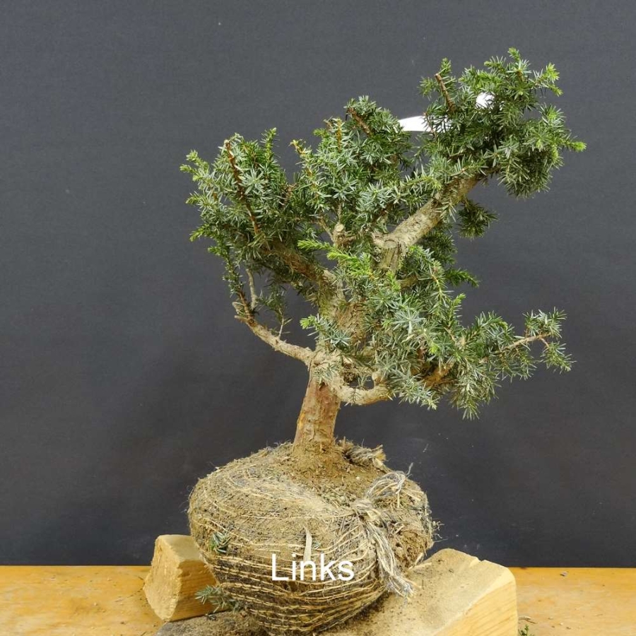 Pre-Bonsai, Juniperus communis