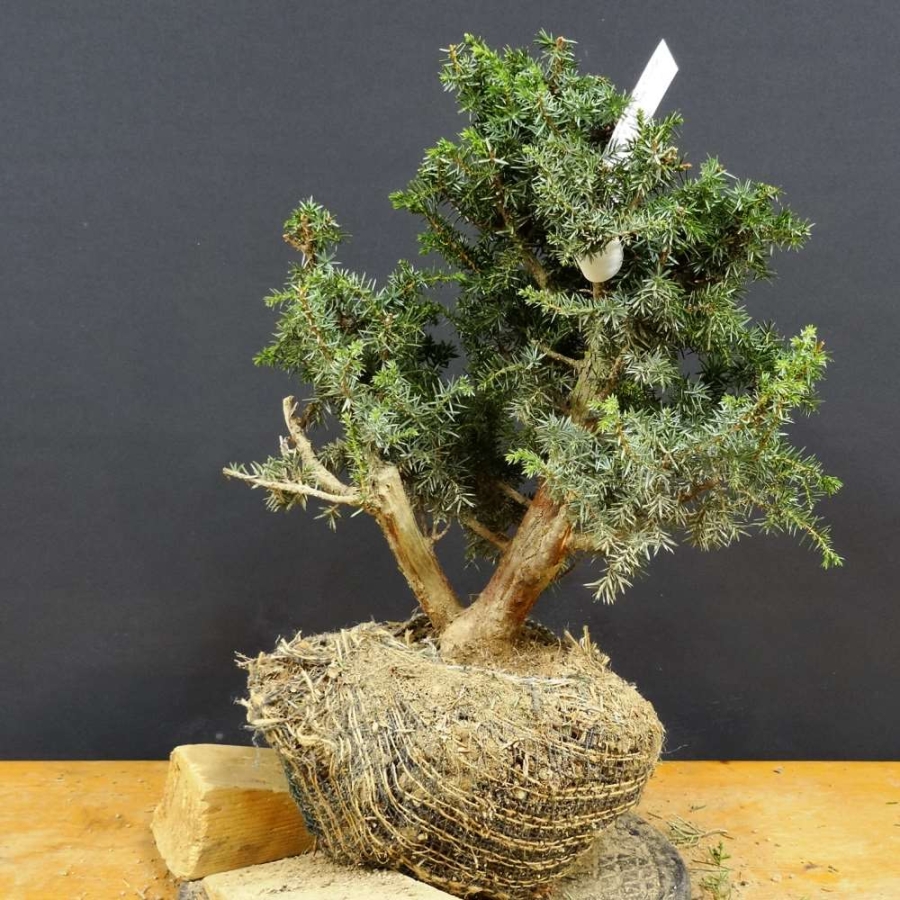 Pre-Bonsai, Juniperus communis