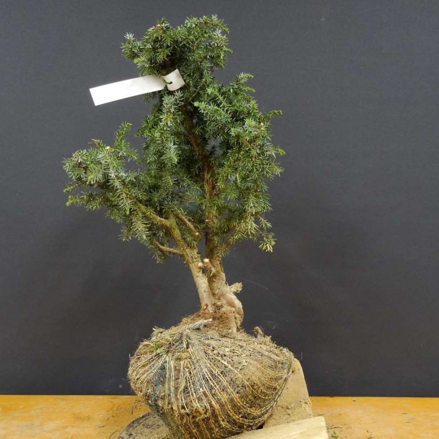 Pre-Bonsai, Juniperus communis