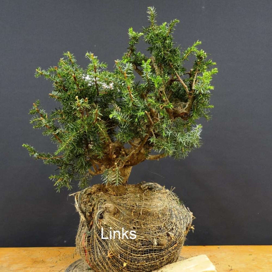 Pre-Bonsai, Juniperus communis