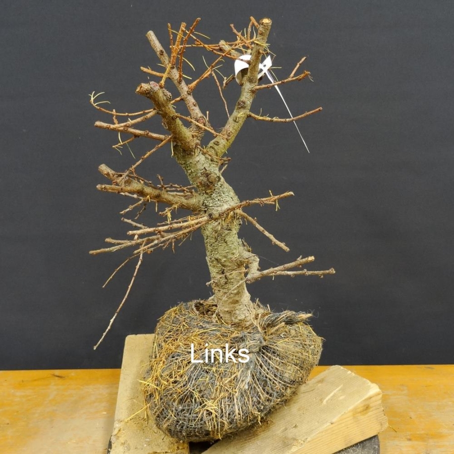 Larix, Lärche, Bonsai