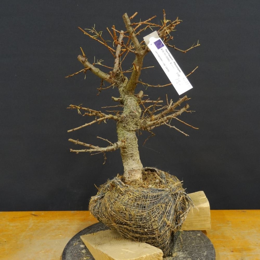 Larix, Lärche, Bonsai