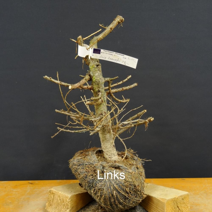 Larix, Lärche, Bonsai