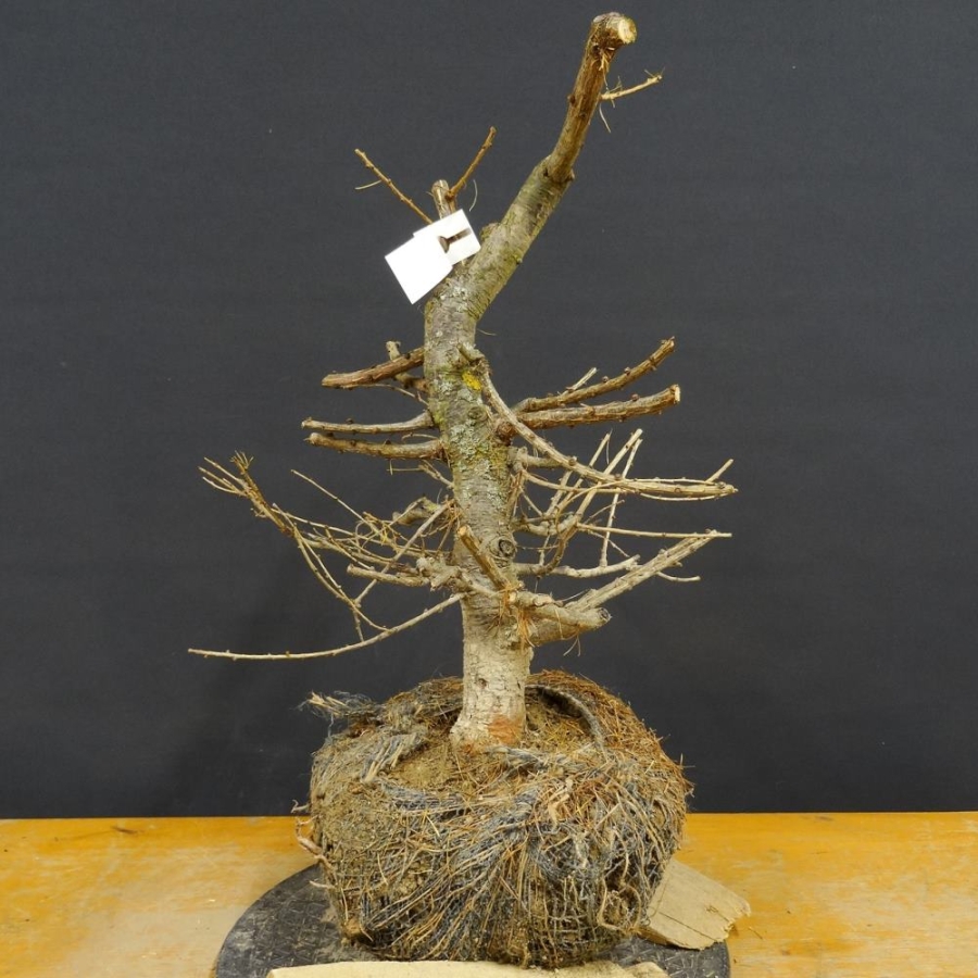 Larix, Lärche, Bonsai