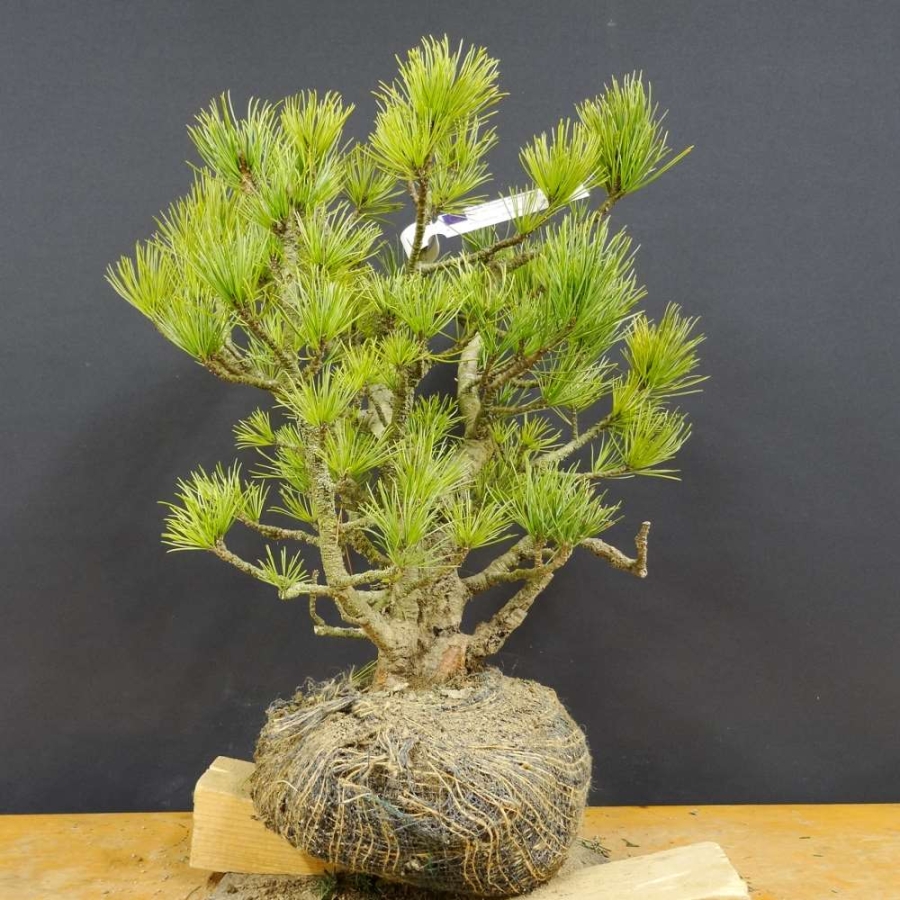 Pinus cembra Zirbelkiefer