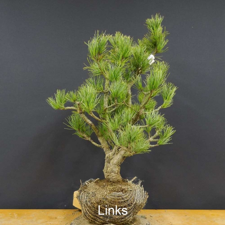 Pinus cembra Zirbelkiefer