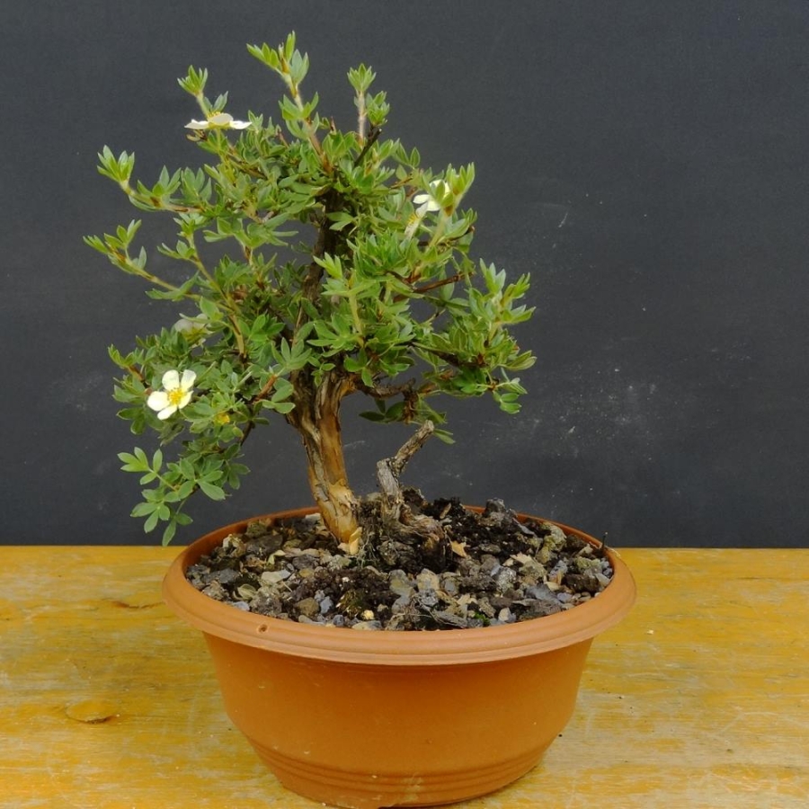 Potentilla, Fingerstrauch, Bonsai