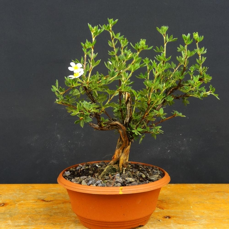 Potentilla, Fingerstrauch, Bonsai