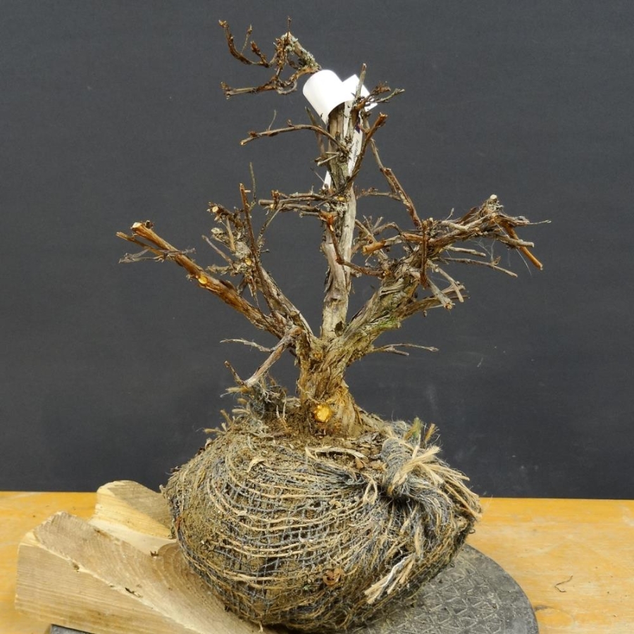 Potentilla, Fingerstrauch, Bonsai