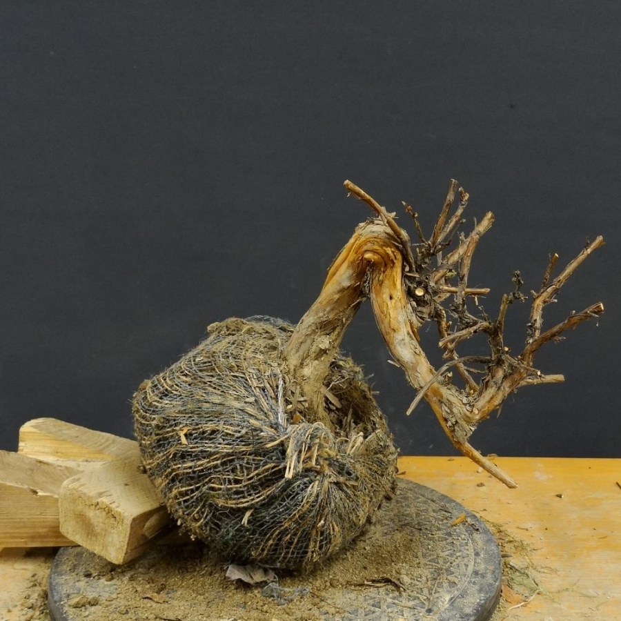 Potentilla, Fingerstrauch, Bonsai