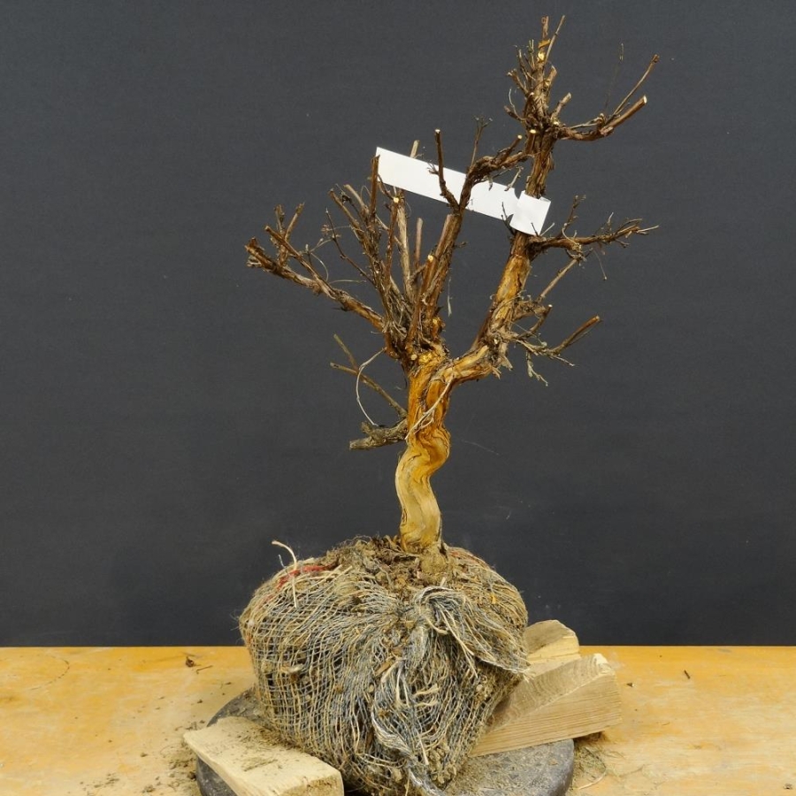 Potentilla, Fingerstrauch, Bonsai