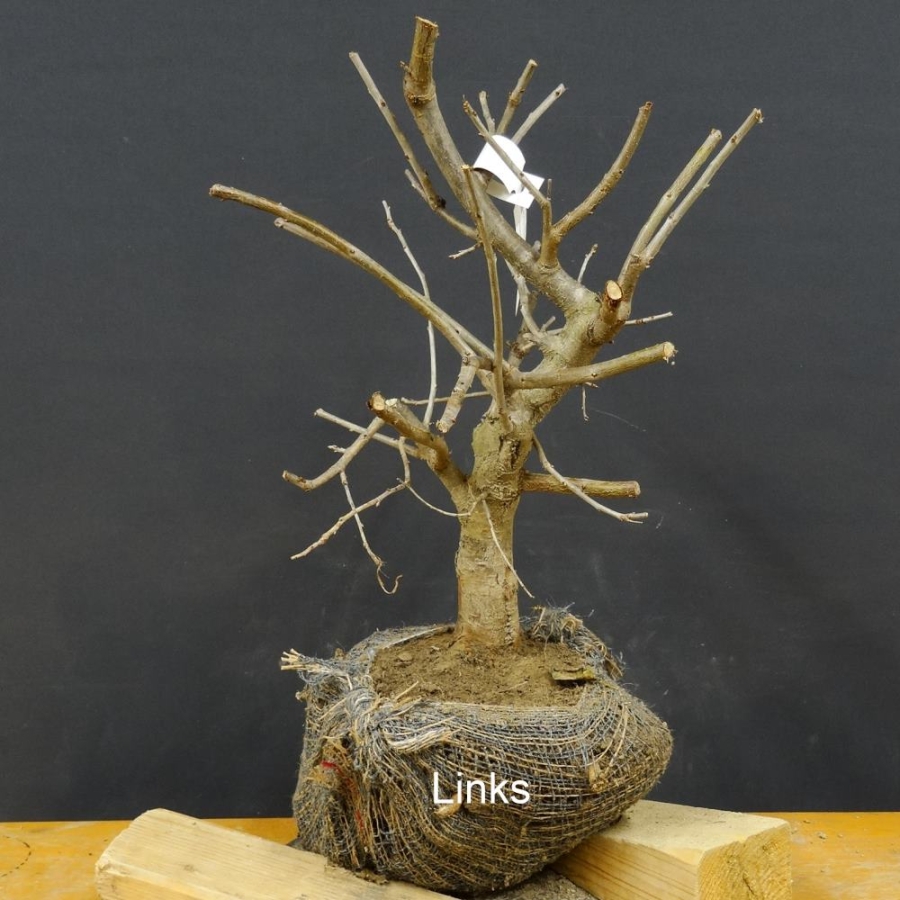 Prunus mahaleb, Steinweichsel, Bonsai