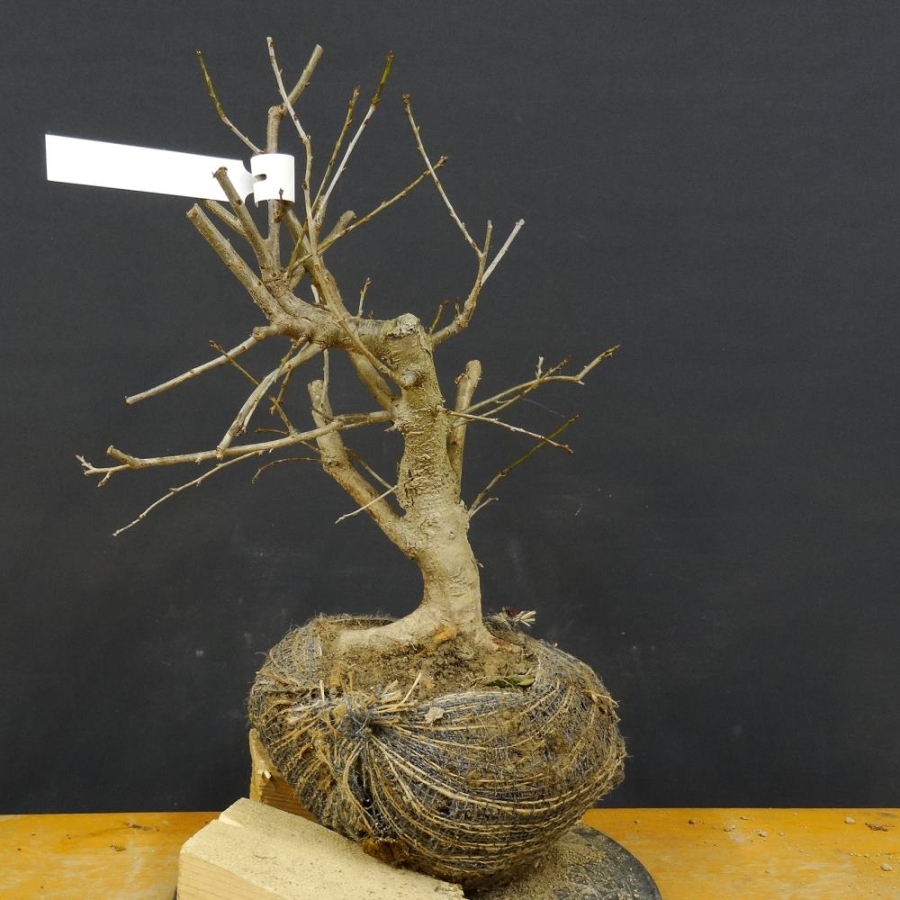 Prunus mahaleb, Steinweichsel, Bonsai