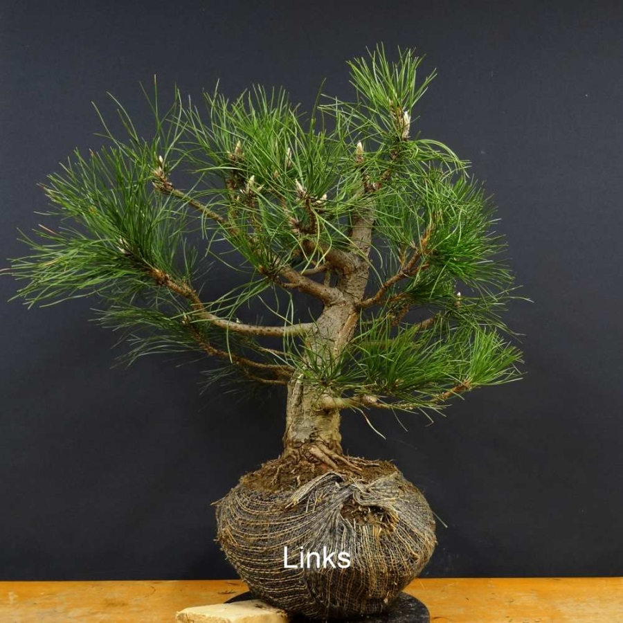 Pinus nigra Schwarzkiefer