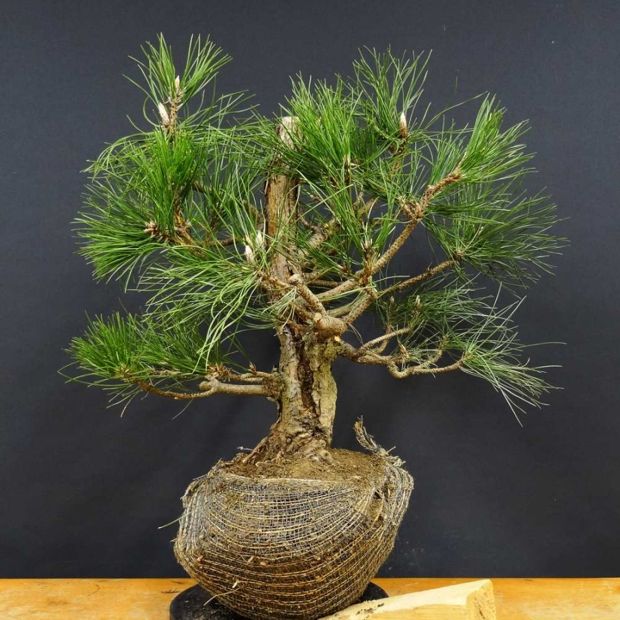 Pinus nigra Schwarzkiefer