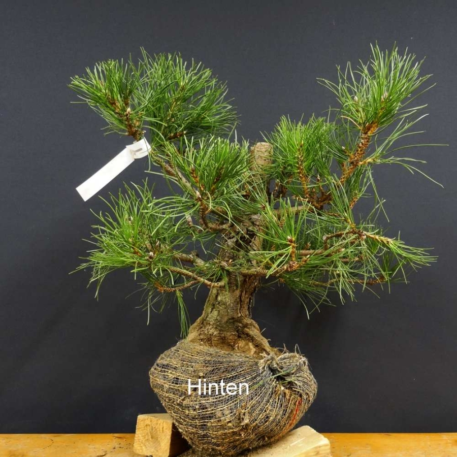 Pinus nigra Schwarzkiefer