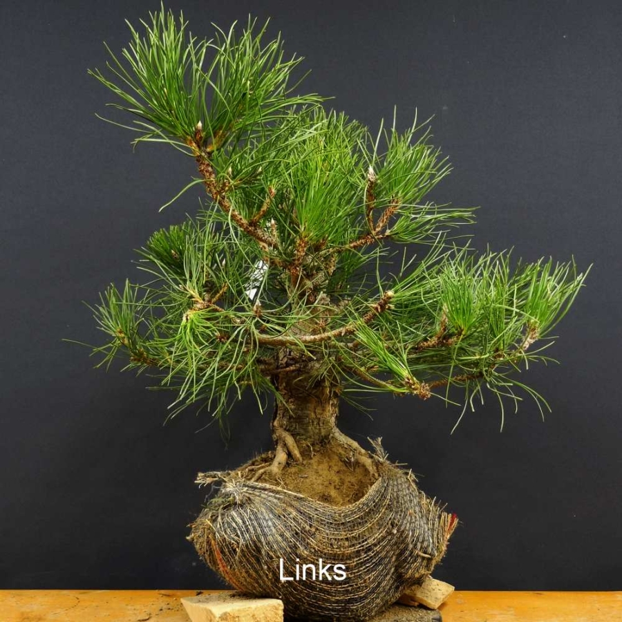 Pinus nigra Schwarzkiefer