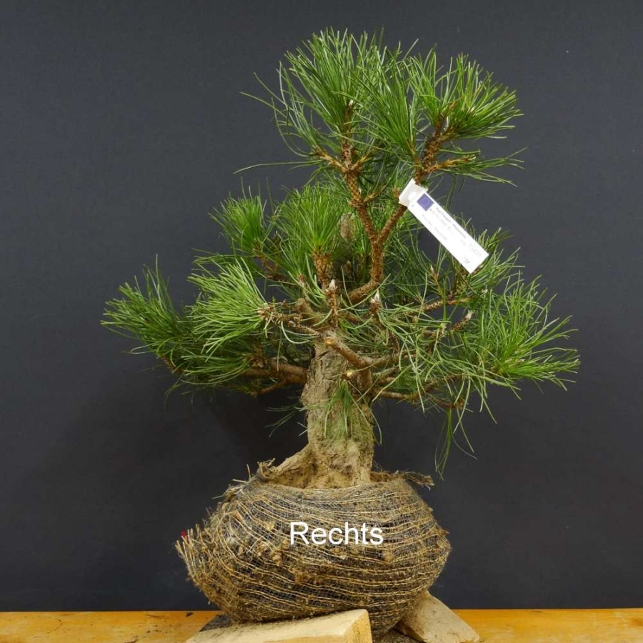 Pinus nigra Schwarzkiefer