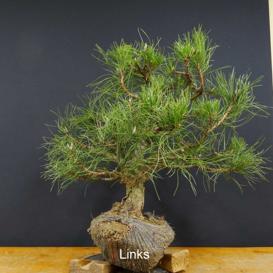 Pinus nigra Schwarzkiefer