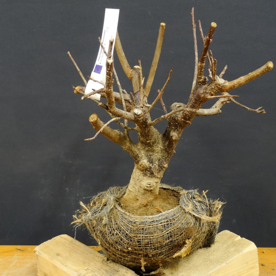 Prunus padus, Traubenkirsche, Bonsai