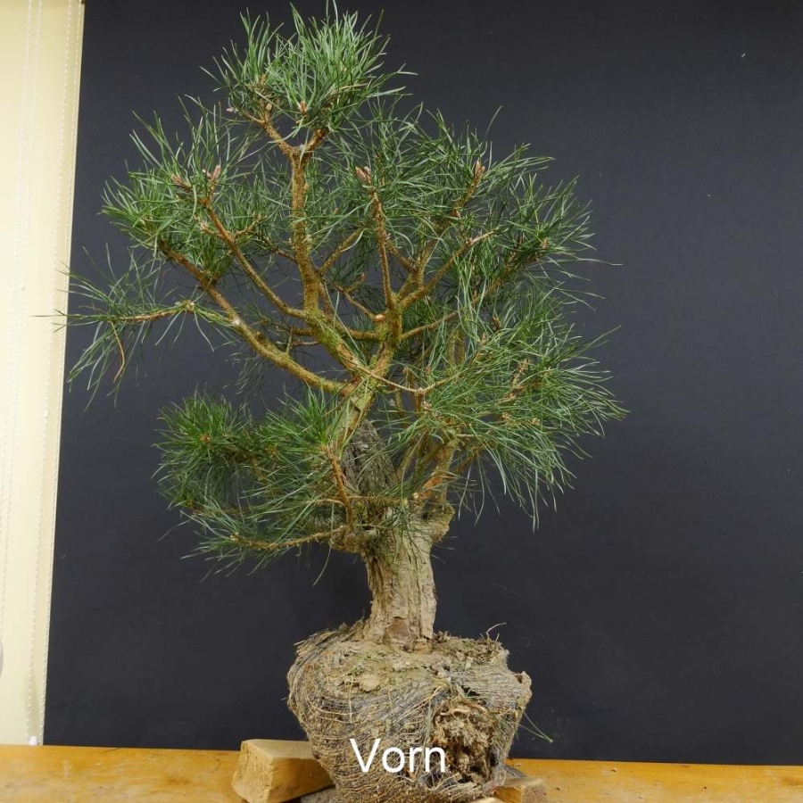 Bonsai, Pinus sylvestris