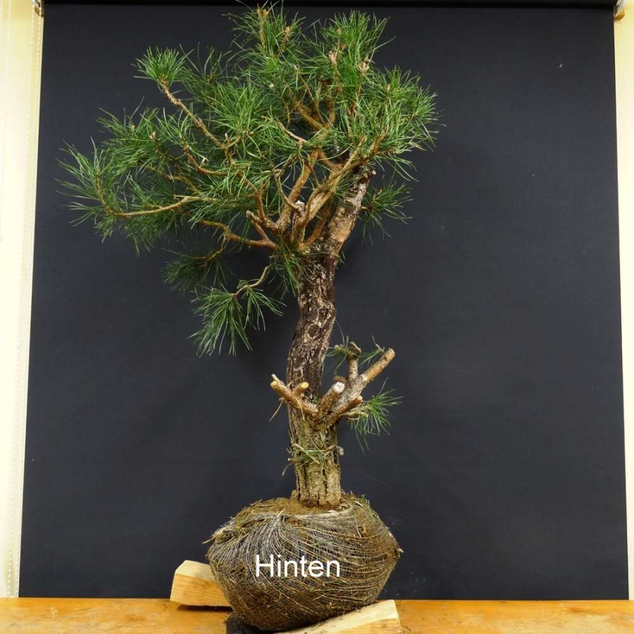 Pinus nigra Schwarzkiefer