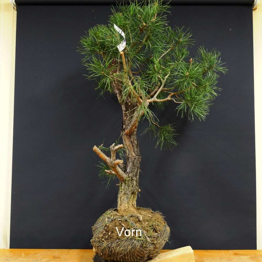 Bonsai, Pinus sylvestris