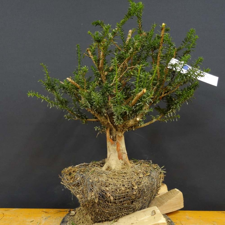 Taxus baccata Gemeine Eibe