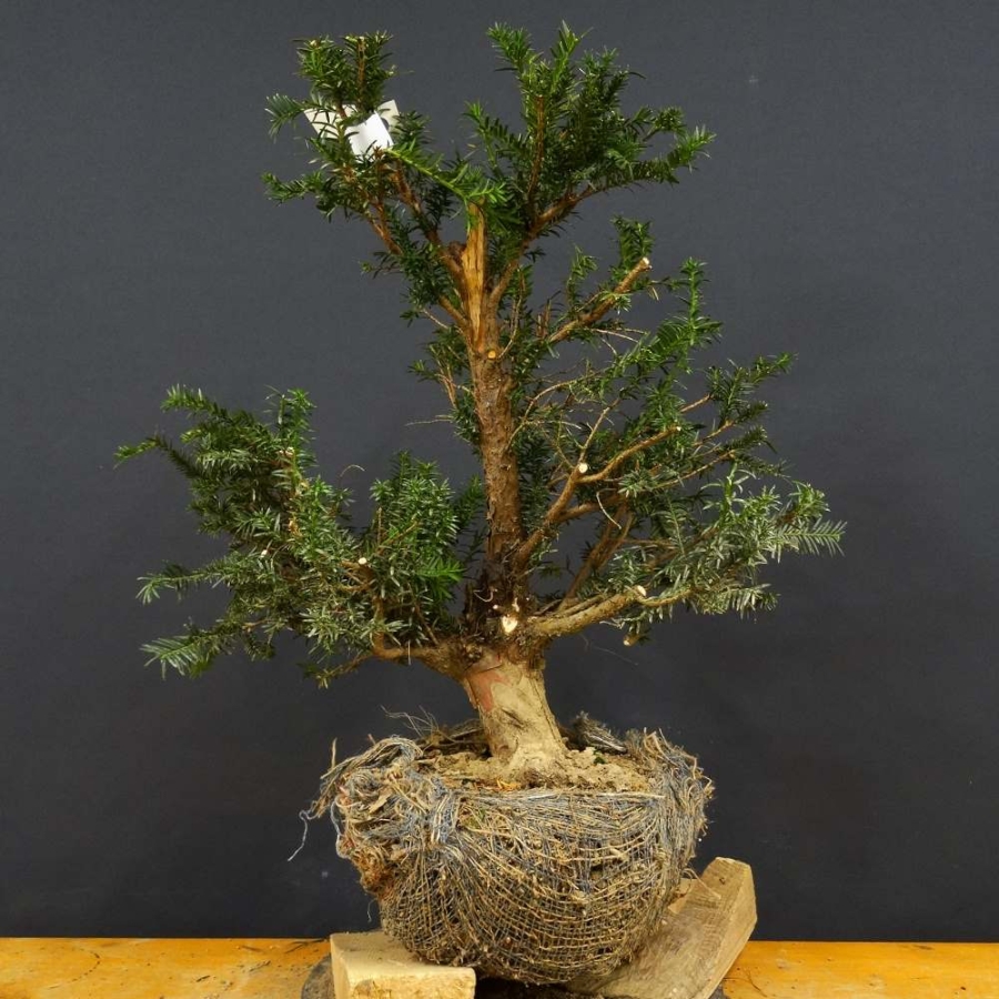 Taxus baccata Gemeine Eibe