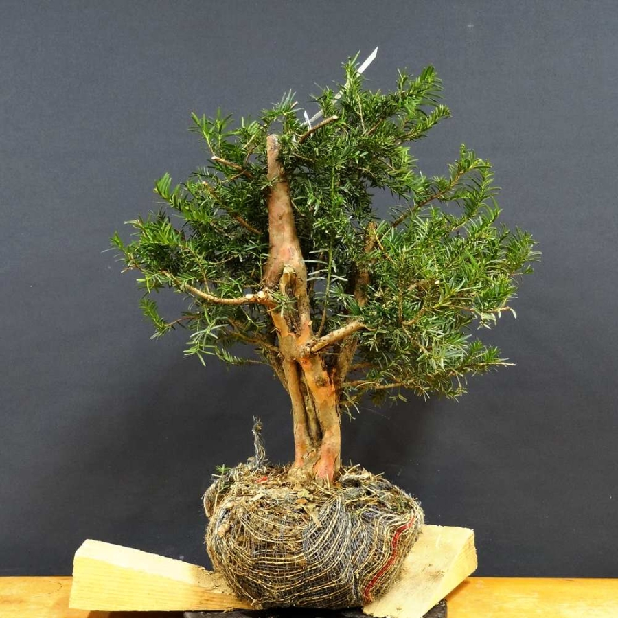 Taxus baccata Gemeine Eibe