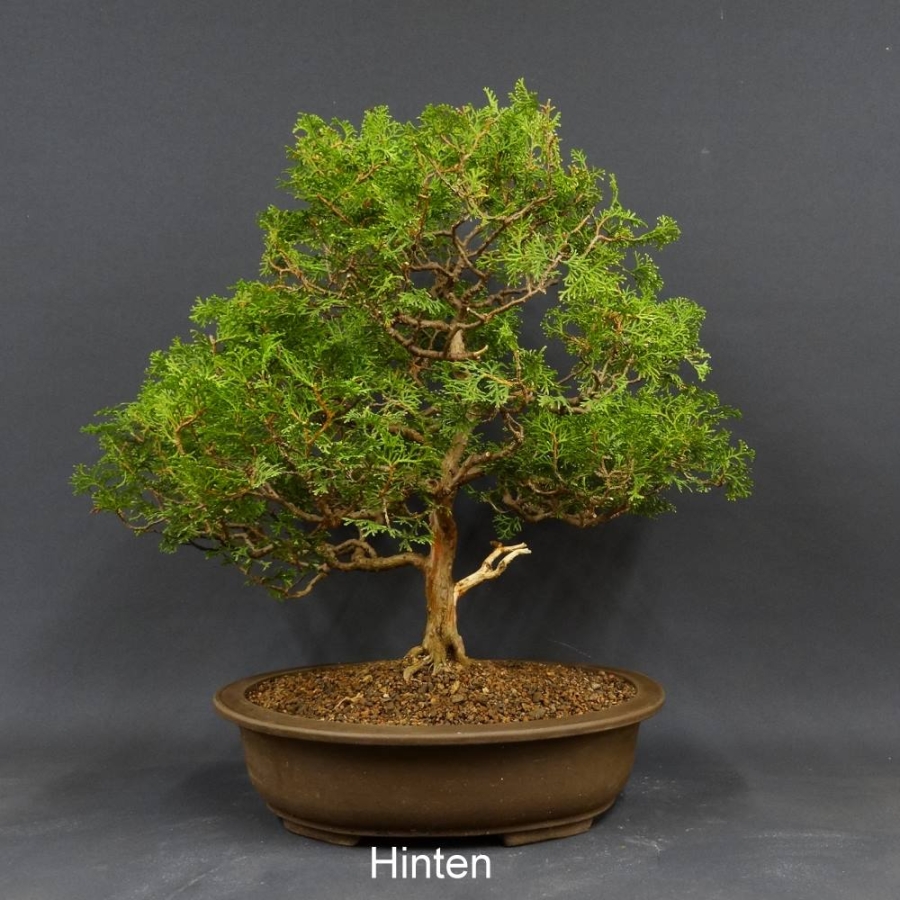 Bonsai, JAbendländischer Lebensbaum, Thuja occidentalis